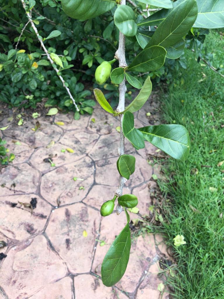 Cure Kl Cure Malaysia