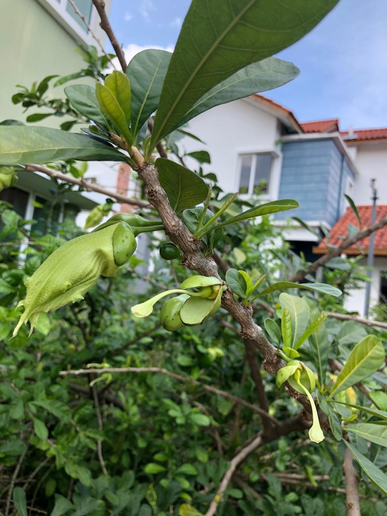 migraine, brain, alzheimer, cancer, stroke, Kl, Malaysia